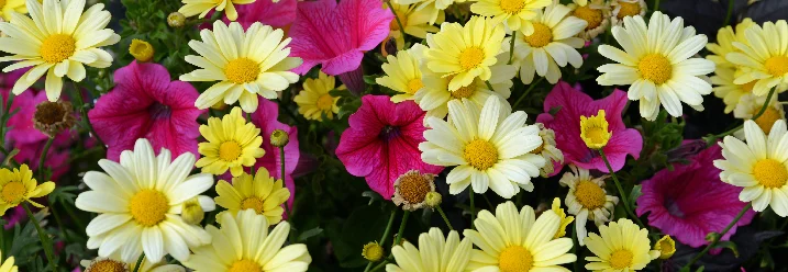 Gelbe und rosa Blüten